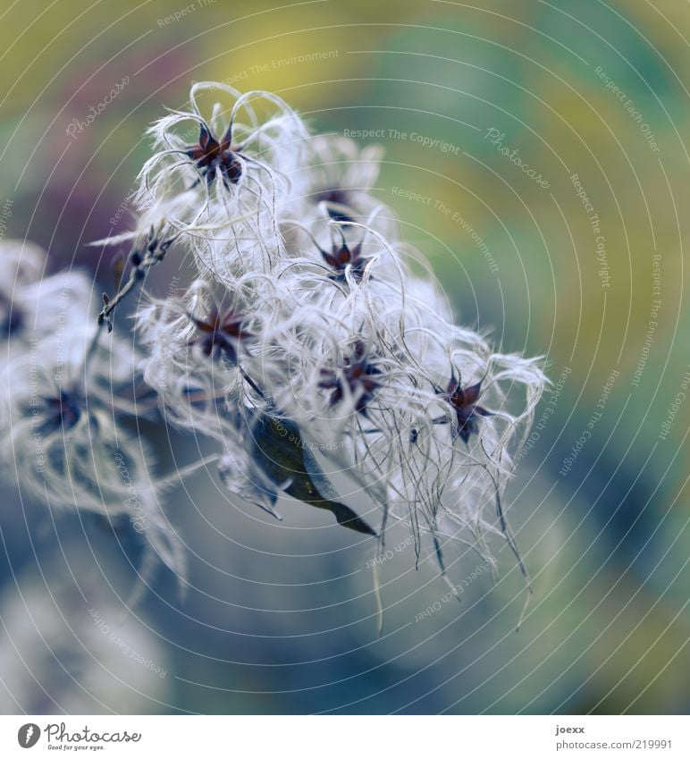 Sterne Natur Pflanze schön Weiße Waldrebe Farbfoto Gedeckte Farben mehrfarbig Außenaufnahme Tag Schwache Tiefenschärfe fadenförmig weich Menschenleer