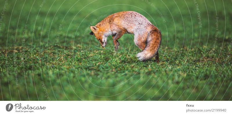 Fuchs und Maus Tier Natur Säugetier Wald Wildtier wild niedlich Tierporträt Wiese Feld Nahaufnahme springen Lebensmittel waldbewohner orange Außenaufnahme