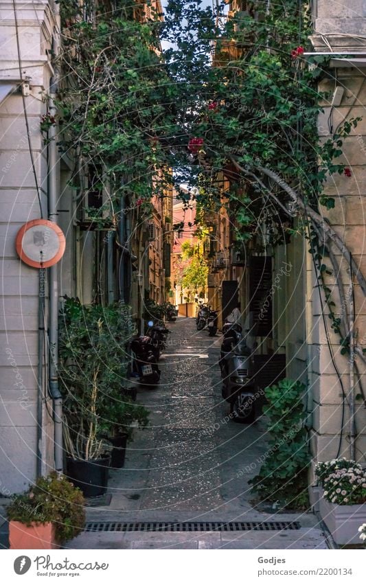 Gasse der Motorroller Himmel Sommer Pflanze Sträucher Efeu Kérkira Korfu Hauptstadt Gebäude Mauer Wand Fassade Verkehrsmittel Verkehrswege Kleinmotorrad