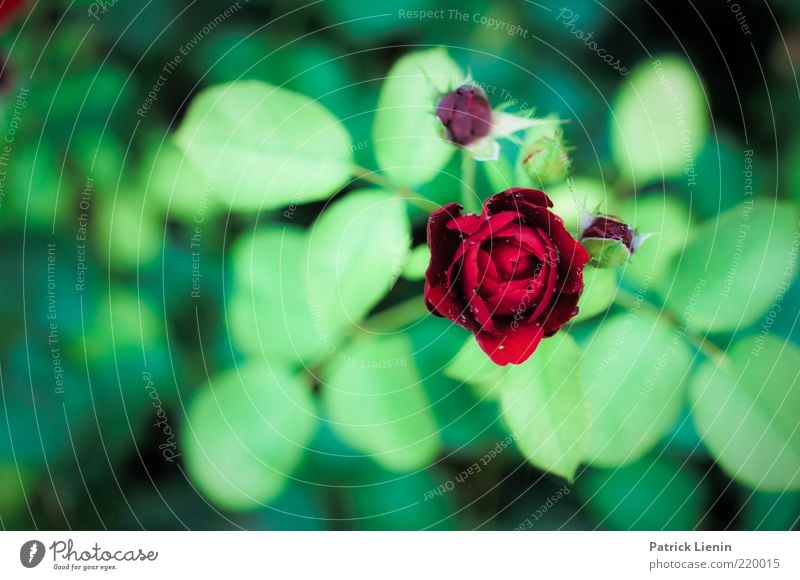 1000 Rosen Umwelt Natur Pflanze Urelemente Sommer Blatt Blüte Grünpflanze Nutzpflanze schön stachelig rot Stimmung Kraft Warmherzigkeit Verliebtheit Treue