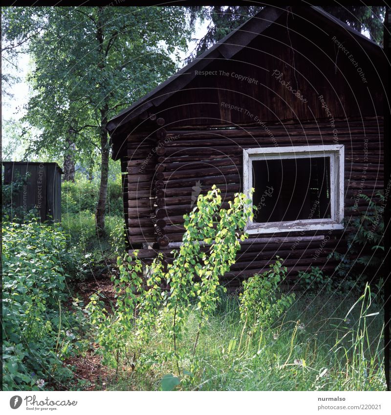 Knusper Knusper . . . Häusliches Leben Garten Natur Wald Menschenleer Haus Hütte alt authentisch dunkel eckig gruselig natürlich trashig Angst Idylle