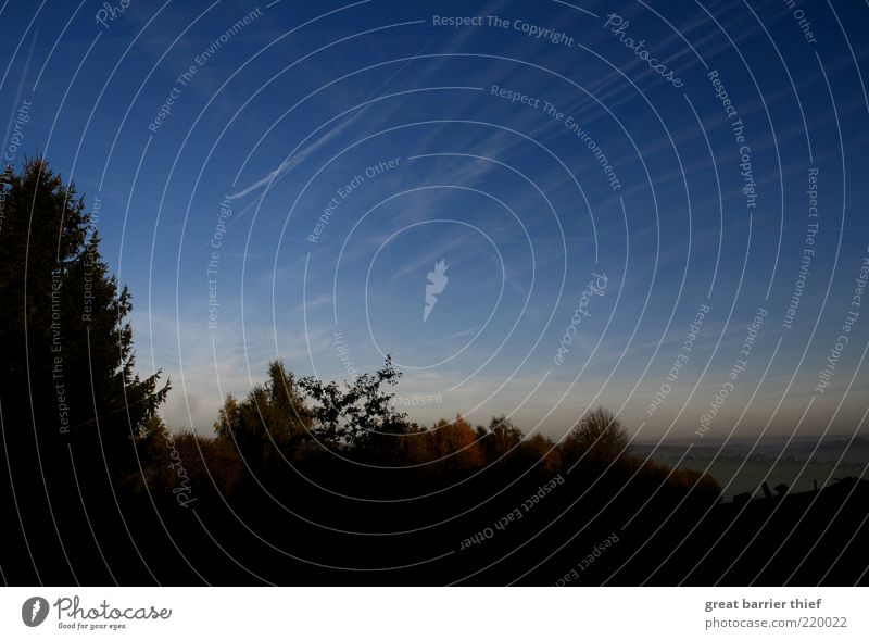 Parallelweltenreste Umwelt Natur Landschaft Schönes Wetter Nebel Pflanze Baum Wald blau ruhig Farbfoto mehrfarbig Außenaufnahme Menschenleer Textfreiraum oben