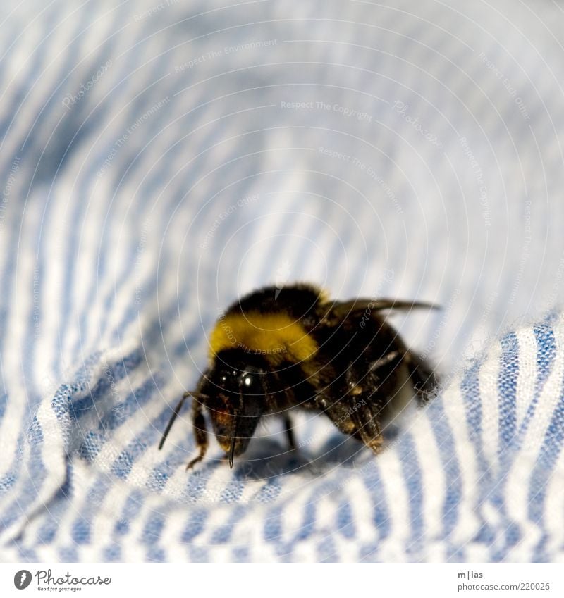 Hummel. Umwelt Tier Sommer 1 krabbeln fleißig Streifen Fühler samtig weich Farbfoto Gedeckte Farben Außenaufnahme Nahaufnahme Detailaufnahme Menschenleer Tag