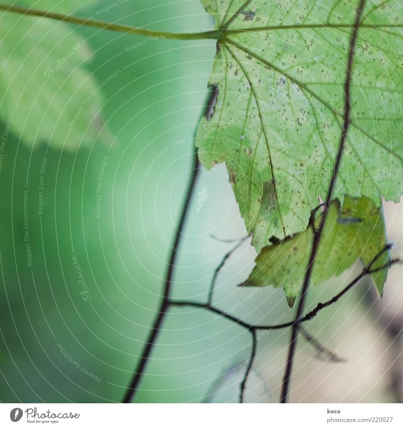 Blättchen III Natur Pflanze Sommer Herbst Blatt Grünpflanze Linie verblüht Wachstum grün schwarz Umwelt Vergänglichkeit Wandel & Veränderung Farbfoto