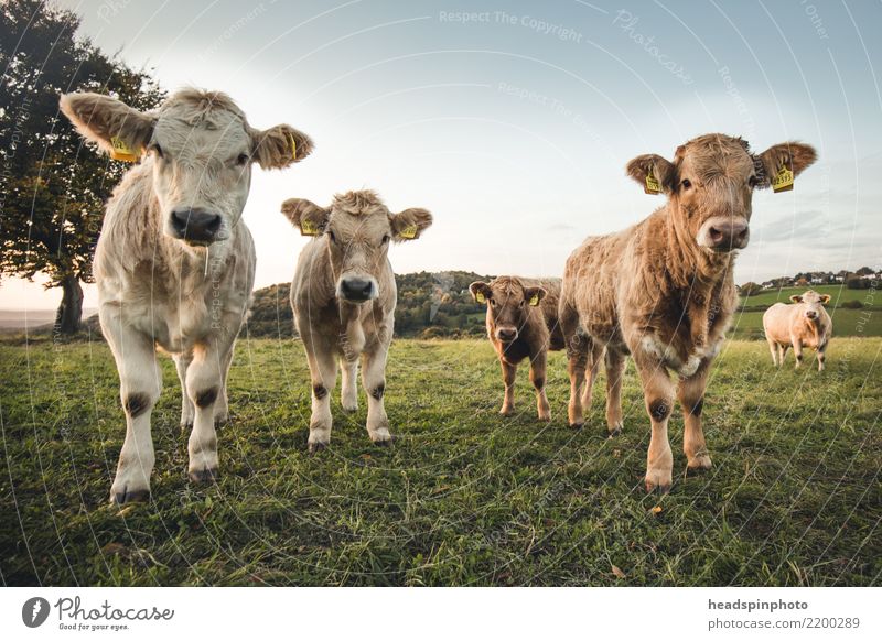 Gruppe von vier jungen Rindern auf einer Weide Umwelt Herbst Schönes Wetter Wiese Feld Landwirtschaft Tier Nutztier Kuh Bulle 4 Tiergruppe Tierjunges beobachten