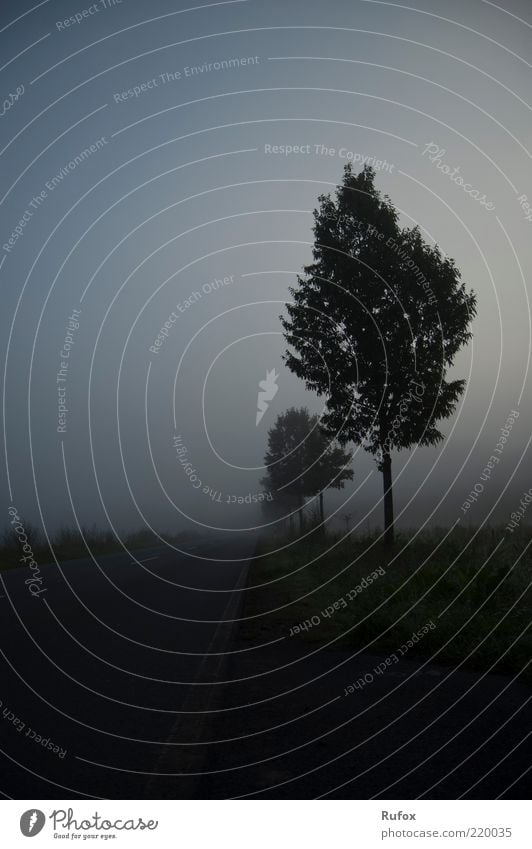 Verschwinden im Nebel - Der Morgen danch ... Natur schlechtes Wetter Pflanze Baum alt Angst außergewöhnlich bedrohlich grau Einsamkeit Endzeitstimmung gruselig