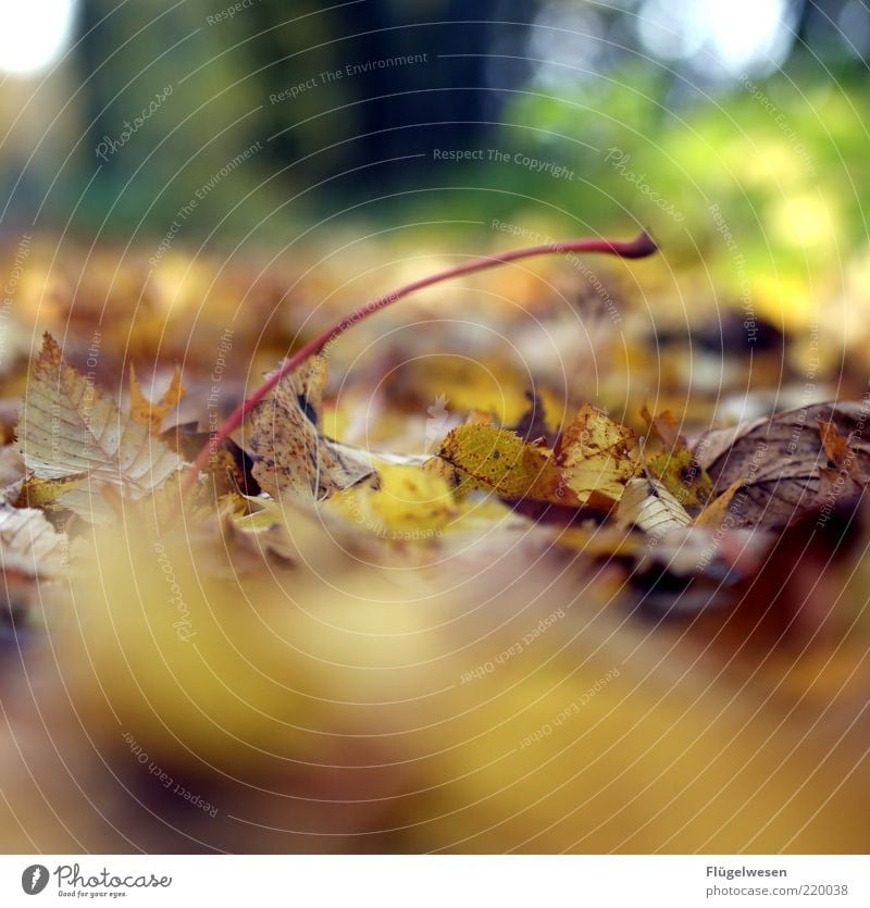 Nicht noch ein Herbstbild ;-( Umwelt Natur Landschaft Pflanze Klima Klimawandel schlechtes Wetter Unwetter Regen Blatt Grünpflanze Waldboden Herbstlaub