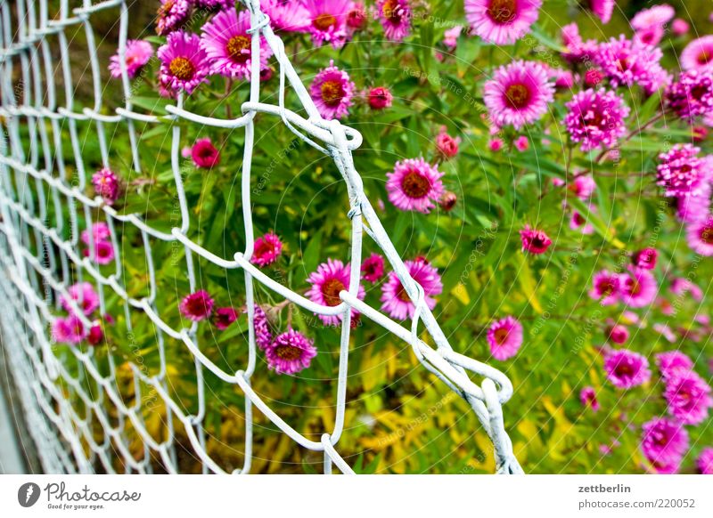 Astern Sommer Garten Natur Pflanze Klima Blüte frisch saftig rosa rot Brandenburg Zaun Maschendraht Maschendrahtzaun mehrfarbig Blühend Farbfoto Außenaufnahme