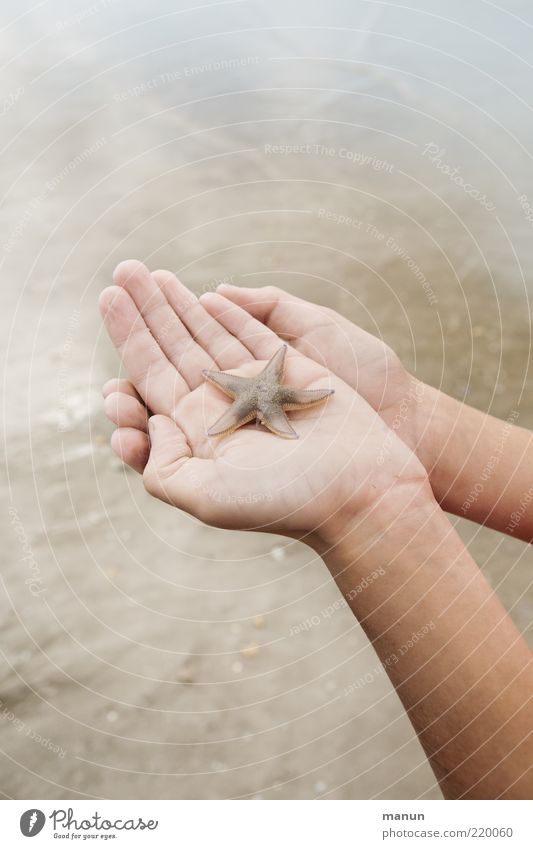 Fürsorge Ferien & Urlaub & Reisen Ausflug Sommer Sommerurlaub Strand Meer Mensch Hand Natur Wildtier Seestern Gefühle Sicherheit Schutz Tierliebe Mitgefühl