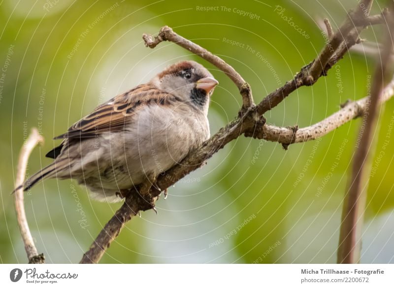 Aufgeplusterter Spatz Umwelt Natur Tier Sonne Sonnenlicht Wetter Schönes Wetter Pflanze Baum Ast Zweig Wildtier Vogel Tiergesicht Flügel Krallen Schnabel