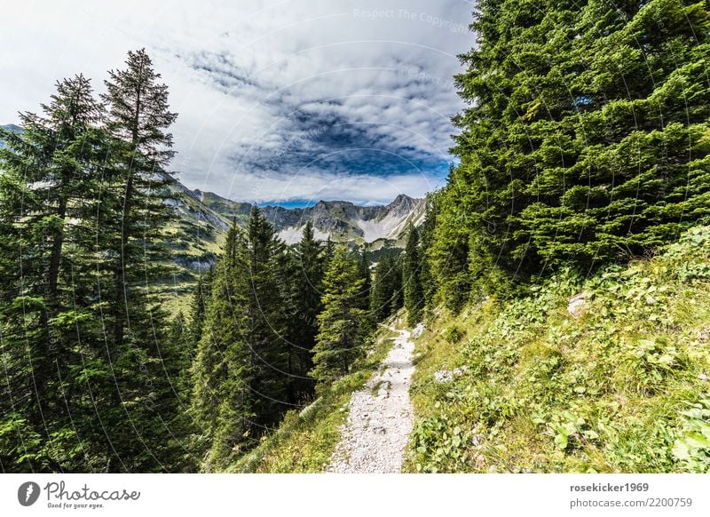 Alpenwanderweg Ferien & Urlaub & Reisen Ausflug Freiheit Sommer Sommerurlaub wandern Natur Landschaft Wolken Wald Berge u. Gebirge Gipfel Wege & Pfade Erholung