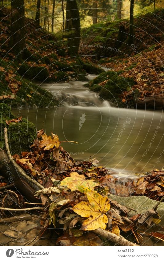 Herbstkitsch harmonisch Wohlgefühl ruhig Freiheit Umwelt Natur Landschaft Erde Wasser Baum Moos Blatt Wildpflanze Wald Bach Wasserfall Menschenleer träumen