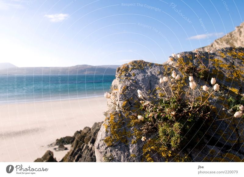 Mauer-Blümchen ruhig Ferien & Urlaub & Reisen Tourismus Ferne Sommer Sommerurlaub Strand Meer Natur Pflanze Sand Wasser Herbst Schönes Wetter Blume Felsen Küste