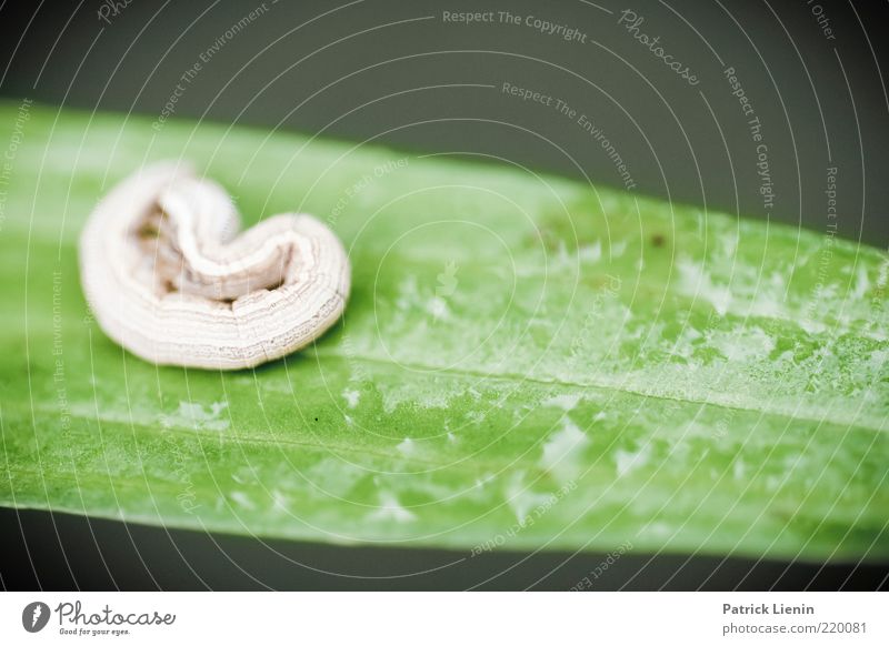 kleines Ding Umwelt Natur Pflanze Tier Blatt Wildtier 1 außergewöhnlich frech schön grün Raupe niedlich verstecken Angst Farbfoto Nahaufnahme Detailaufnahme