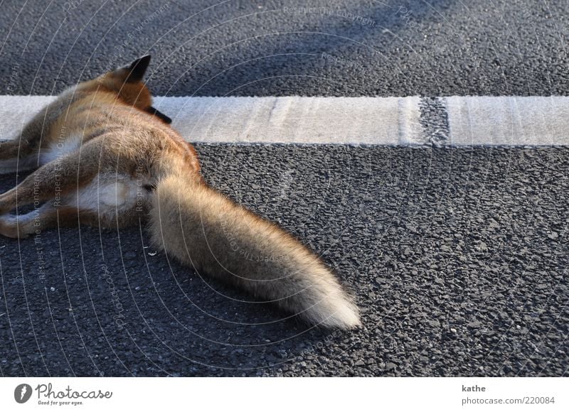 Schläft nur Tier Verkehrsunfall Straße Wildtier Totes Tier Fell 1 kuschlig wild braun Gefühle Trauer Tod Farbfoto Außenaufnahme Textfreiraum rechts Abend