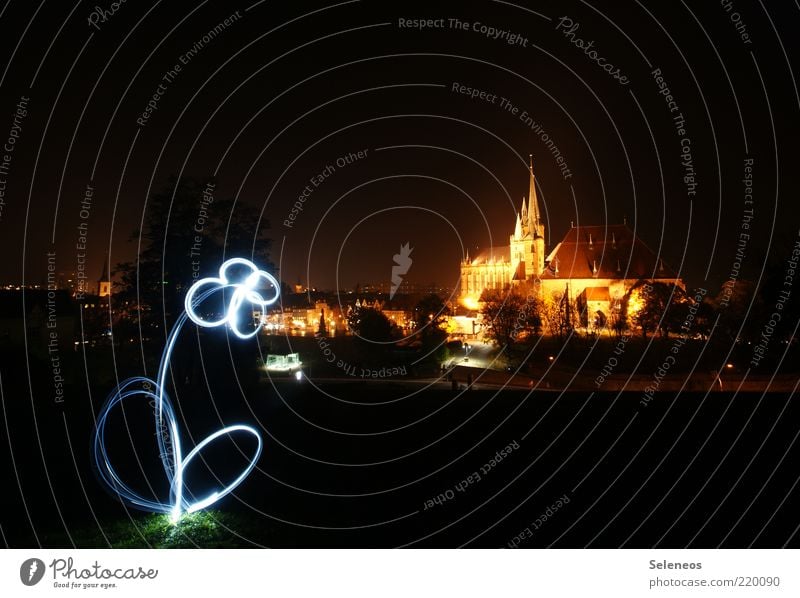 Löwenzahn Freizeit & Hobby Blume Erfurt Stadt Skyline Kirche Dom Sehenswürdigkeit Streifen Blühend leuchten Lichtspiel Lichterscheinung Taschenlampe Farbfoto