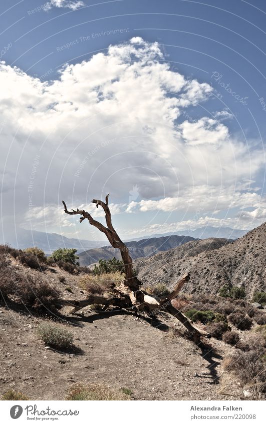 Ein Glas Wasser, bitte! Umwelt Natur Landschaft Pflanze Urelemente Erde Sand Luft Himmel Wolken Sonnenlicht Sommer Klima Wetter Schönes Wetter Wildpflanze Hügel