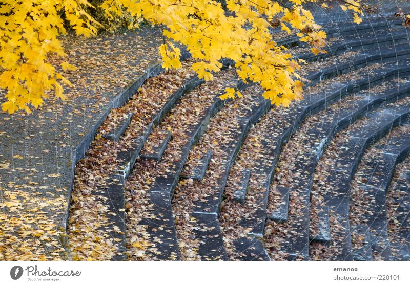 Zuschauerherbst Sportstätten Stadion Natur Herbst Klima Baum Blatt Treppe alt gelb grau Linie Kurve rund eckig Beton verfallen leer Fußballstadion hoch aufwärts