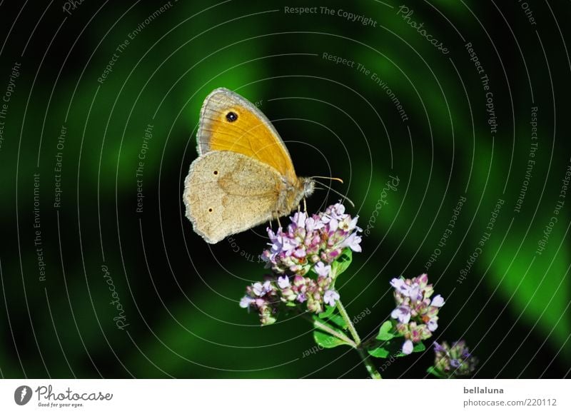 Kleiner Heufalter Umwelt Natur Pflanze Tier Schönes Wetter Wildpflanze Wildtier Schmetterling Flügel 1 schön Insekt Textfreiraum rechts Textfreiraum links