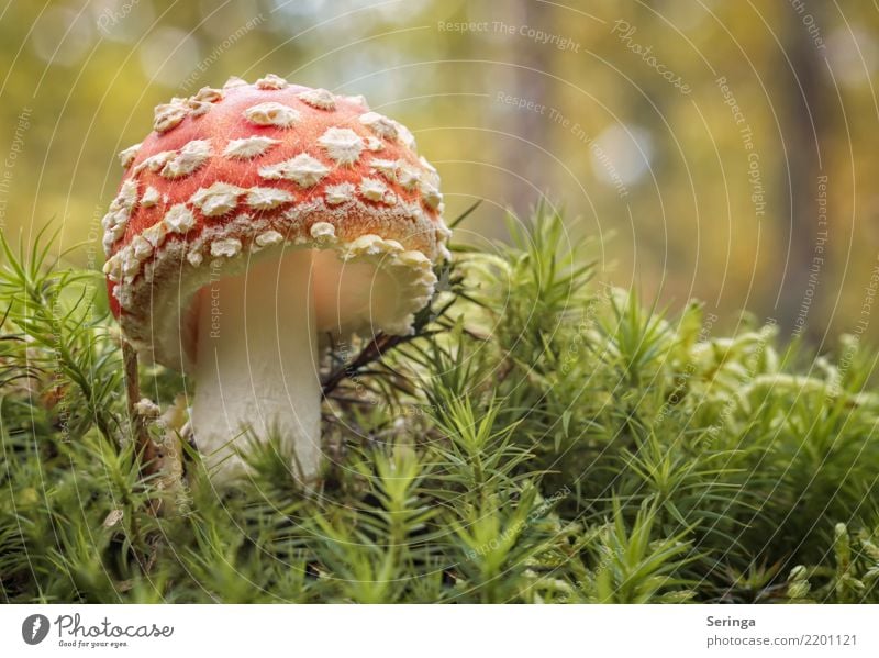 Retrolook Natur Pflanze Tier Herbst Gras Moos Farn Park Wald Wachstum Fliegenpilz Pilz Pilzhut Pilzlamellen Pilzsucher Pilzsuppe Gift ungenießbar Farbfoto