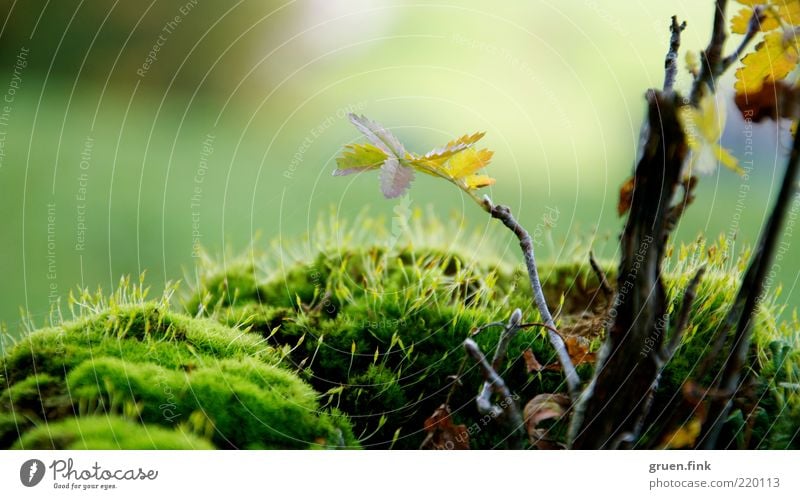 herbstzweiglein Natur Pflanze Herbst Schönes Wetter Baum Moos Blatt Menschenleer Wachstum natürlich braun gelb gold grün elegant Idylle einzigartig Zweig