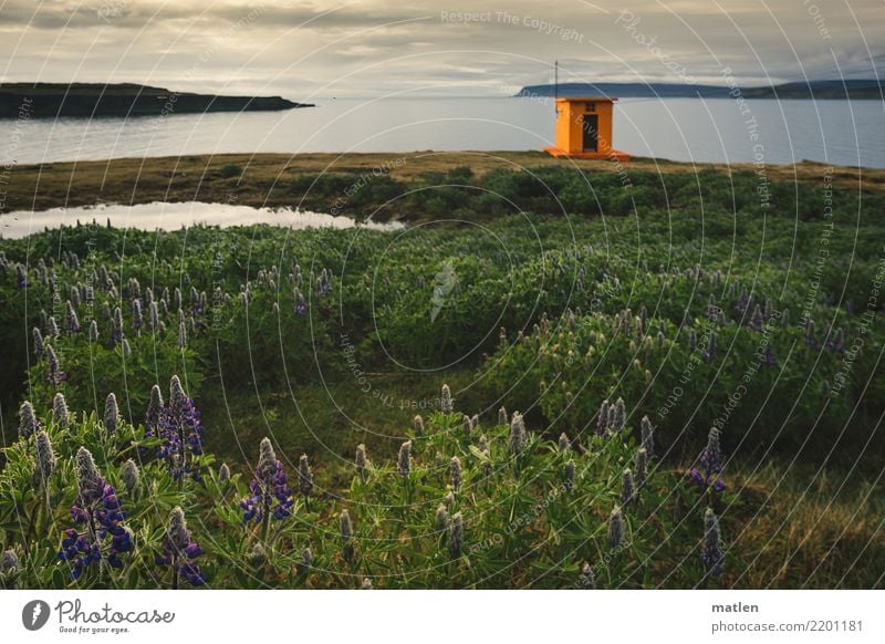 Leuchttuermchen Landschaft Pflanze Wasser Himmel Wolken Horizont Frühling Wetter Schönes Wetter Blume Gras Wildpflanze Hügel Felsen Küste Fjord blau braun grün