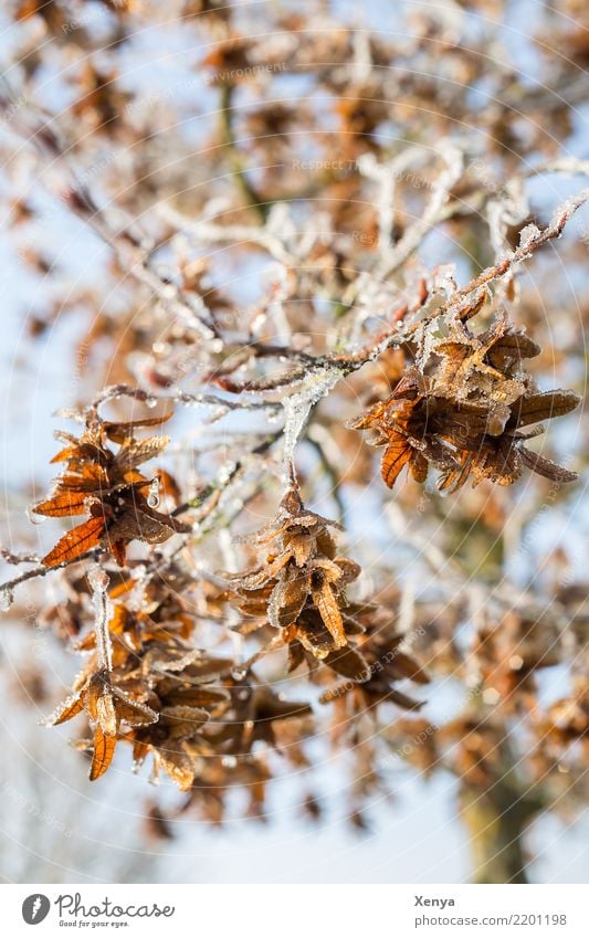 Vereiste Zweige Natur Pflanze Winter Eis Frost Baum Blatt Park Holz frieren kalt blau braun Zweige u. Äste vertrocknet Farbfoto Außenaufnahme Menschenleer