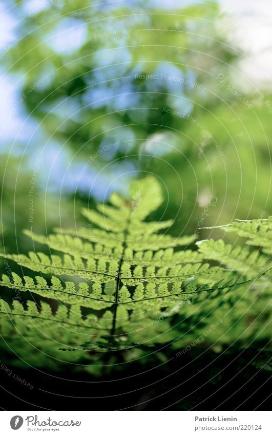 Grün ist die Hoffnung Umwelt Natur Pflanze Urelemente Luft Farn Blatt Grünpflanze Wildpflanze atmen frisch hell schön grün Unschärfe Strukturen & Formen