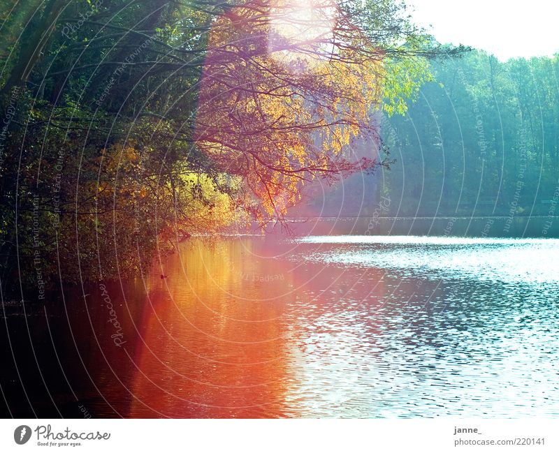 buntes am see Umwelt Natur Landschaft Pflanze Wasser Himmel Sonne Sonnenlicht Herbst Schönes Wetter Baum blau gold grün Farbfoto mehrfarbig Außenaufnahme