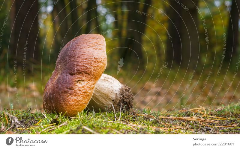 Prächtiger Fund Natur Pflanze Tier Herbst Gras Moos Farn Garten Park Wiese Wald Essen genießen Wachstum Gesundheit groß lecker nah natürlich Gift Pilz Pilzhut