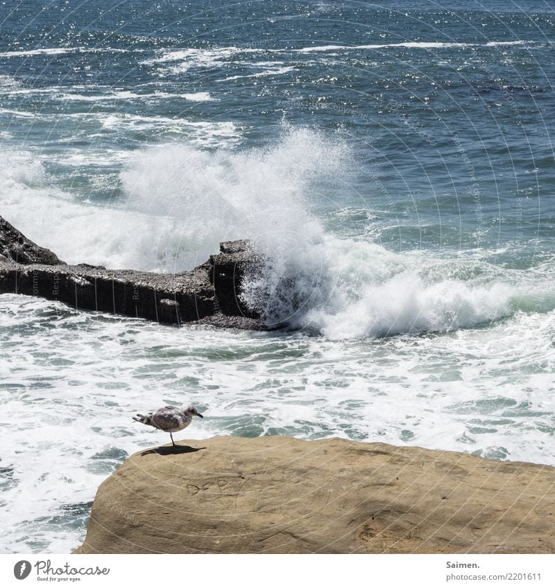 Sunset Cliffs Sonnenuntergang Klippen Brandung Felsen Gischt San Diego Pazifik wellen Möwe vogel Wellen Wasser Meer maritim Kalifornien USA Strand Natur leben