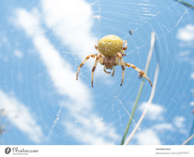 Spinne am Nachmittag Natur Tier Sommer Garten Park Wiese 1 beobachten nah blau gelb Netz Spinnennetz krabbeln Farbfoto Außenaufnahme Textfreiraum unten Tag