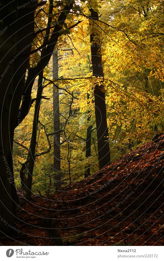 Schwarz-Gelb... mit etwas Rot-Grün Umwelt Natur Landschaft Erde Sonnenlicht Herbst Klima Wetter Baum Oktober November Blatt Wald Beleuchtung braun mehrfarbig