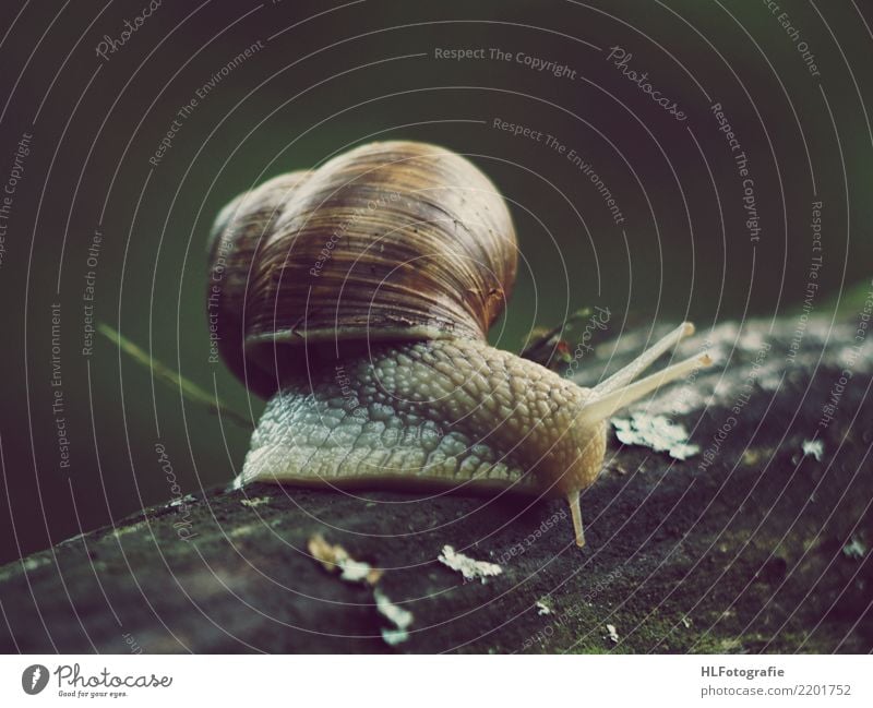 Weinbergschnecke Natur Landschaft Baum Wald Wildtier Schnecke Tiergesicht Fährte 1 Holz Tierliebe Farbfoto Außenaufnahme Nahaufnahme Dämmerung