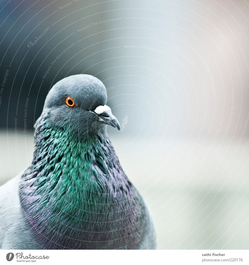 stadtvogel Tier Vogel Taube Tiergesicht Feder 1 grau grün violett schwarz Quadrat blau Schnabel Auge orange schimmern weiß Farbfoto Gedeckte Farben