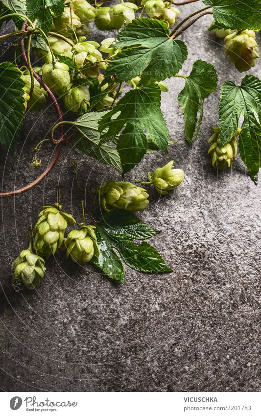 Hopfen auf rustikalem grauem Hintergrund Lebensmittel Bier Stil Design Oktoberfest Natur Pflanze Nutzpflanze Hopfenblüte Hopfenblatt Zutaten Heilpflanzen