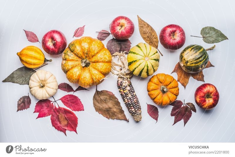 Autumn mit Kürbis, Äpfel und Blätter Gemüse Apfel Stil Design Erntedankfest Halloween Natur Herbst Pflanze Dekoration & Verzierung Ornament Composing Hipster