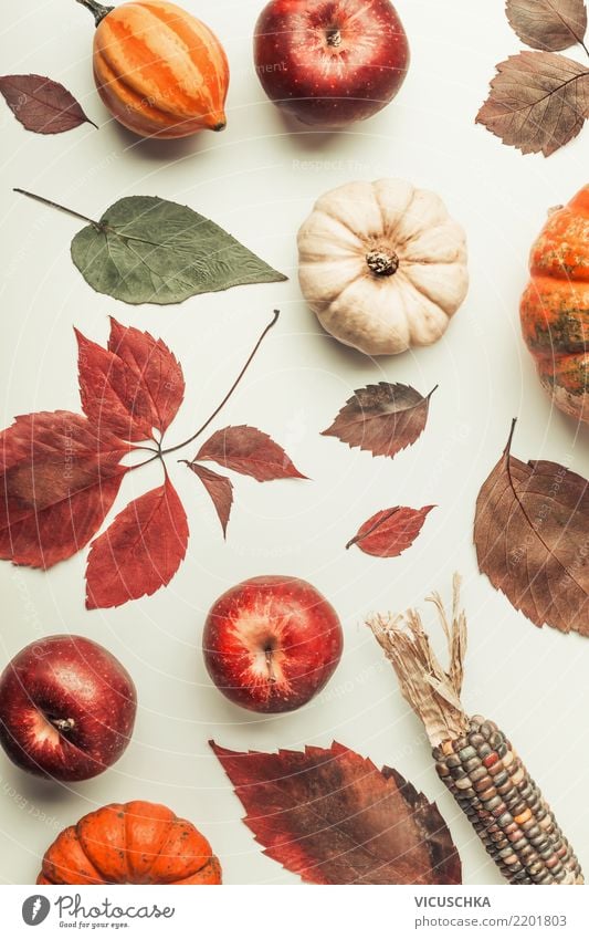 Herbst Composing mit bunte Kürbis Gemüse Apfel Stil Design Dekoration & Verzierung Erntedankfest Halloween Natur Blatt Maiskolben Stillleben Farbfoto