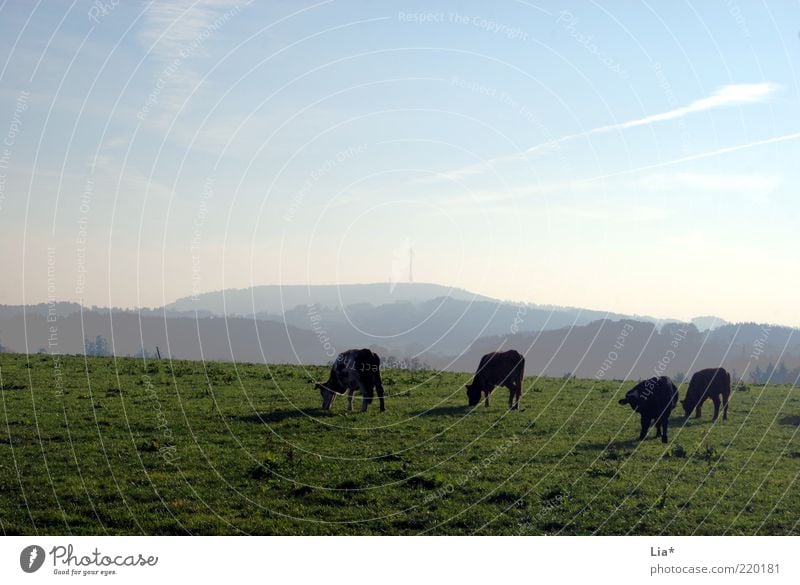 Kühe auf Weide Kuhherde artgerechte tierhaltung Biologische Landwirtschaft Nutztier Umwelt Natur Landschaft Feld 4 Tier Herde Fressen Gelassenheit ruhig