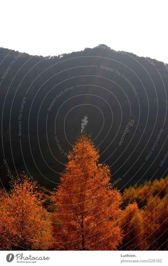 Sunshine Natur Sonnenlicht Herbst Baum Wald Gefühle Sonnenstrahlen Beleuchtung gold rot schwarz Farbfoto Außenaufnahme Menschenleer Textfreiraum oben Tag Licht