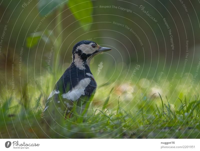 Buntspecht Umwelt Natur Tier Sonnenlicht Frühling Sommer Herbst Gras Garten Wiese Wald Wildtier Vogel Tiergesicht Flügel Specht 1 ästhetisch authentisch frech