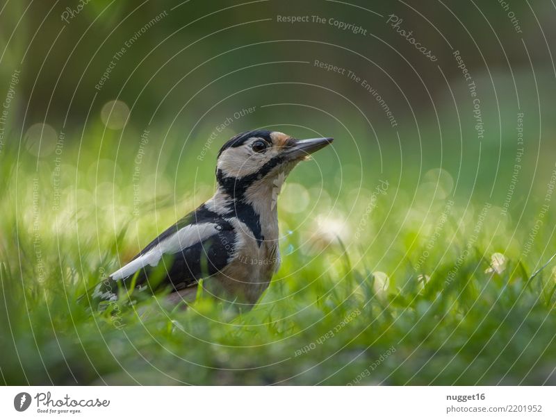 Buntspecht Umwelt Natur Tier Frühling Sommer Herbst Schönes Wetter Pflanze Gras Garten Park Wiese Wald Wildtier Vogel Tiergesicht Flügel Specht 1 ästhetisch