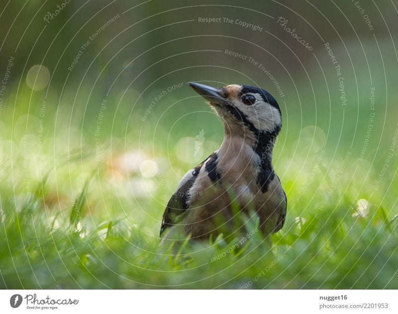 Buntspecht Umwelt Natur Pflanze Tier Frühling Sommer Herbst Schönes Wetter Gras Garten Park Wiese Wald Wildtier Vogel Tiergesicht Flügel Specht 1 ästhetisch