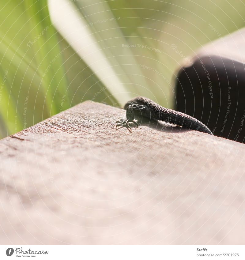 fester Standpunkt Eidechse Echte Eidechse Echse Waldeidechse Mooreidechse Reptil Zootoca vivipara Lacerta vivipara Kriechtier Tierfuß Holz festhalten