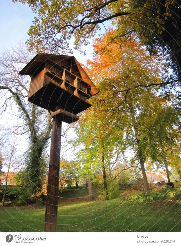 Vogel-Parkhaus Herbst Schönes Wetter hoch positiv schön Stimmung Futterhäuschen Baum gepflegt Erholung Garten mehrfarbig Herbstfärbung Indian Summer Farbfoto