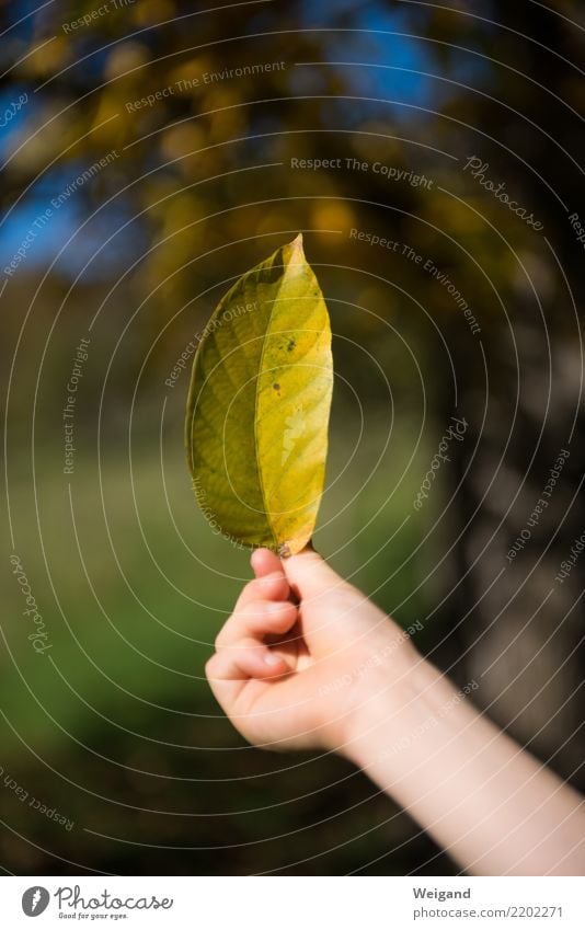 Goldstück harmonisch Wohlgefühl Zufriedenheit Sinnesorgane Erholung Meditation Kind Mädchen Junge Kindheit Hand 1 Mensch genießen ästhetisch Gesundheit Glück