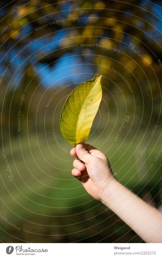 Goldstück II Glück Leben Zufriedenheit Sinnesorgane ruhig Meditation Kindergarten lernen Kleinkind Kindheit Blatt entdecken frei Freundlichkeit Fröhlichkeit