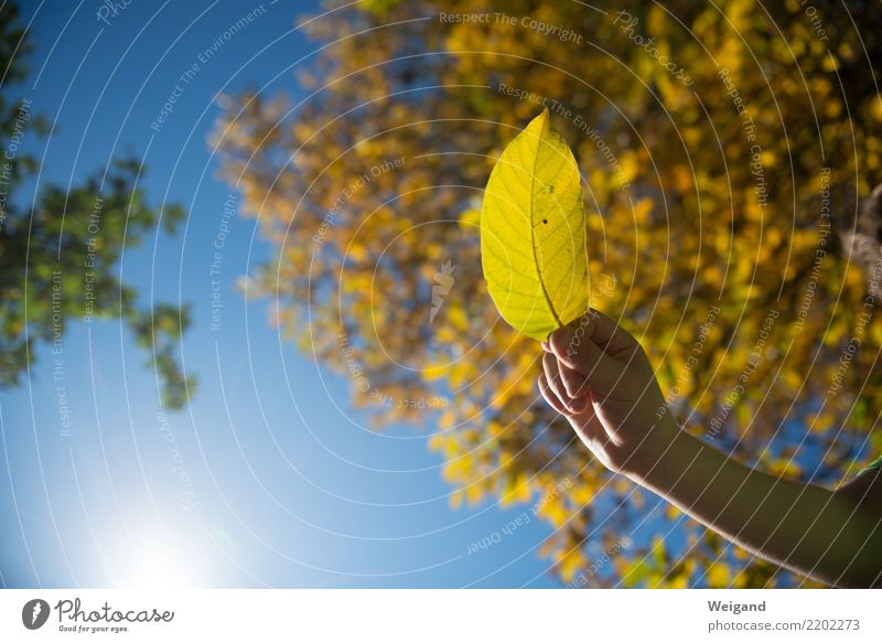 Lichtstrahl Freude harmonisch Zufriedenheit Sinnesorgane Meditation Duft Kinderspiel Kleinkind Kindheit Hand 1 Mensch fangen wandern lustig gelb gold Vorfreude