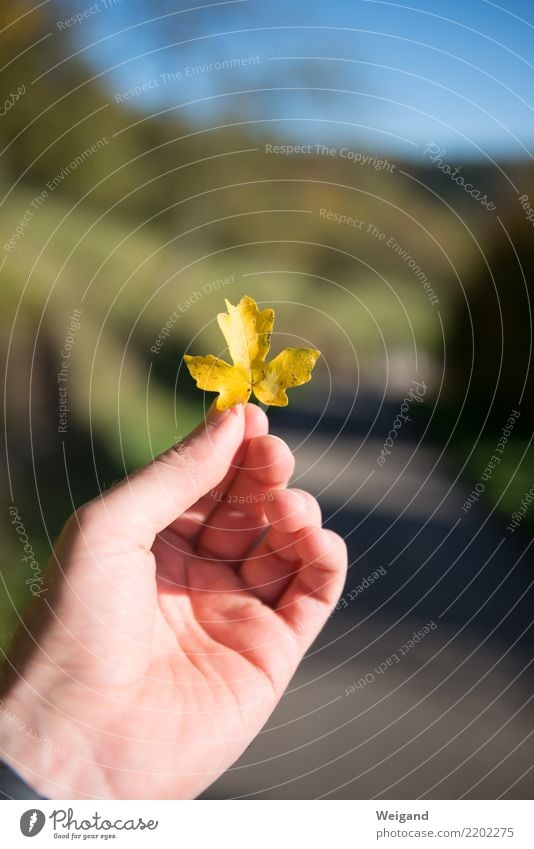 Goldig Freude harmonisch Wohlgefühl Zufriedenheit Sinnesorgane Erholung ruhig Meditation Duft Hand atmen festhalten verblüht dehydrieren fantastisch gelb gold