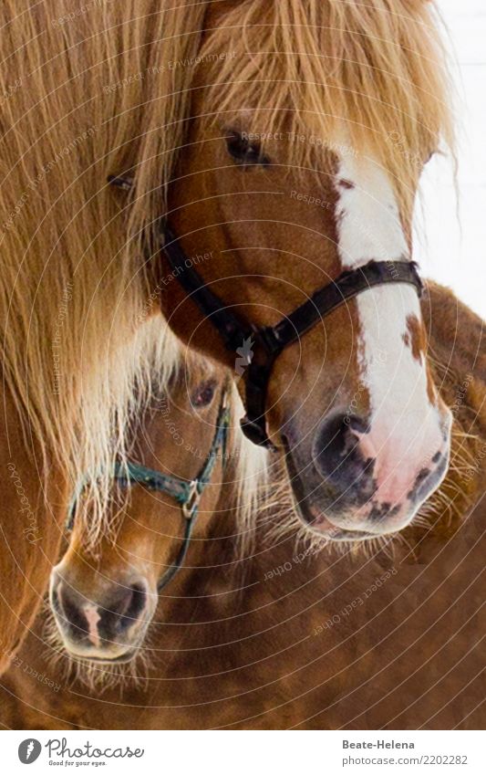 den Frühling wittern elegant Reitsport Tier Haustier Nutztier Pferd Tiergesicht 2 atmen beobachten warten ästhetisch authentisch frisch Gesundheit Sauberkeit